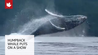 Incredible video shows humpback whale breaching near kayakers [upl. by Tareyn]