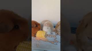 Cavies and Corn guineapigs sabrinacarpenter taste corn cavies pets cuteanimals danumcavies [upl. by Garlen547]