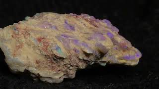 The most beautiful Coprolite [upl. by Natanhoj]