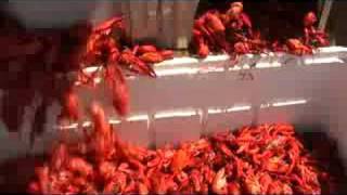 Isleton Crawdad Festival [upl. by Eatton757]