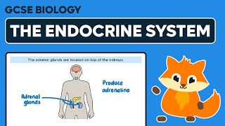 The Endocrine System  GCSE Biology [upl. by Wilow]