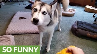 Husky throws tantrum after dachshund steals favorite toy [upl. by Lud]