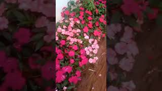 Impatiens flowers flowergarden colourfulhome trending viralshorts [upl. by Aicaca]