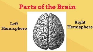 Brain Facts for beginnersLeft and Right Brain [upl. by Llewon]