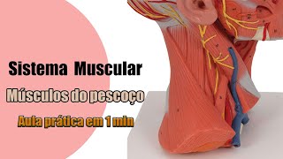 Músculos do Pescoço  Anatomia Humana [upl. by Eelyme856]