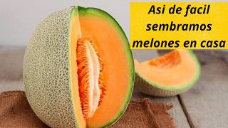 Descubre el mejor metodo para sembrar melones en casa [upl. by Suneya]