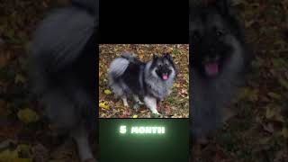 keeshond just born to 1 years complete dogs trending viral shorts keeshond [upl. by Attenat]