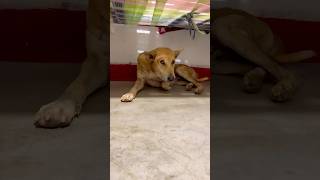 CHOTU KA PYARA DOGY shorts FACTFIREKING [upl. by Akimert973]