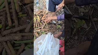 Fun Job With This Rice Paper Plant Herbal Medicine plants asmrvideo [upl. by Ahtebat]