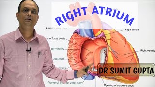 RIGHT ATRIUM OF HEART  INTERNAL FEATURES [upl. by Nerak]