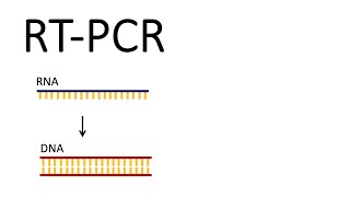 How we test for SARSCoV2  RTPCR Reverse Transcription PCR [upl. by Nahtaneoj]