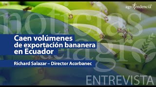 Caen volúmenes de exportación bananera en Ecuador 🇪🇨 [upl. by Zak]