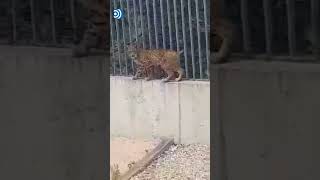 Localizan un lince ibérico en Boadilla del Monte [upl. by Viccora809]