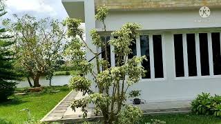 Cara membuat bonsai taman ficus benjamina beringin variegata beringin putih [upl. by Burtis]