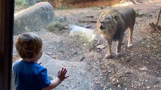 Toddler And Lion ROAR Together  Adorable Animal Encounters [upl. by Neelrak]