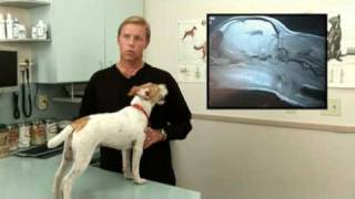 Diagnosis and Treatment for Syringomyelia in Dogs [upl. by Siednarb]