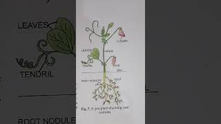 Biology pea plant structure [upl. by Reger]