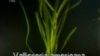 eelgrass  tapegrass Vallisneria americana [upl. by Johnathon864]