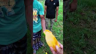 পেঁপে এত স্বাদ কে farmers farming papayafarm papaya papayafarming পেঁপে agriculture food [upl. by Kinemod]