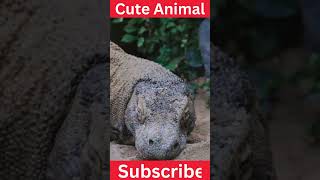 Komodo Dragon  Attack  Life  Health  Size  101 Facts [upl. by Settle]