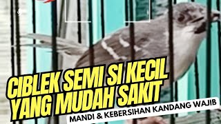 CIBLEK SEMI amp KEBERSIHAN MENJADI SYARAT AGAR TETAP SEHAT amp GACOR [upl. by Mallina92]