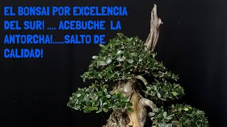 La mejor especie para bonsai en Andalucía [upl. by Mark]