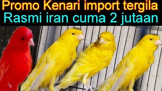 PROMO KENARI IMPORT TERGILA KENARI RASMI IRAN CUMA 2 JUTAAN DI PASAR BURUNG PRAMUKA HARI INI [upl. by Cartie849]