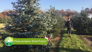 Abies amp Picea de ideale kerstboom  Bomenvlog 14 [upl. by Tubb774]