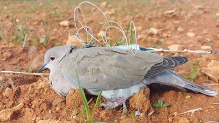 hunting peregrine falcon  How to prepare a trap to catch the peregrine falcon [upl. by Bomke609]