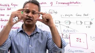 Immunology Lecture 11 Part 7 Genetics of Immunoglobulin Diversity [upl. by Atiuqrahs77]