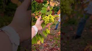 VINEYARD 🍇VIÑERO vineyardviews viñero minivlog foryou parati fyp uvas fypシ゚ [upl. by Ruhtra]