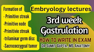 Gastrulation  Primitive streak  General embryology [upl. by Nagard690]