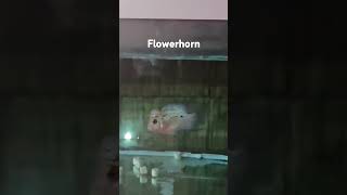 FLOWERHORN [upl. by Pyotr16]