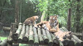 Tigresse et tigreaux au zoo Boissière du Doré [upl. by Lind]