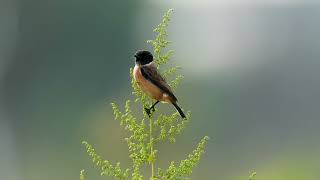 東亞石䳭 Amur Stonechat [upl. by Aznofla524]