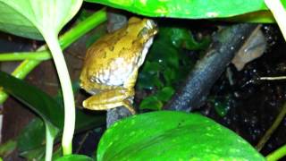 Leptopelis vermiculatus cantando [upl. by Aicyle]