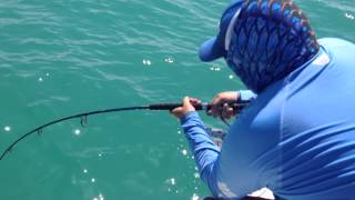 Goliath Grouper Eats Shark [upl. by Ynoble]