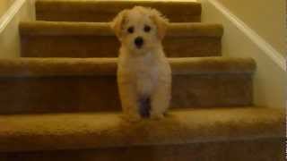 Barney the Schnoodle Going Downstairs [upl. by Audi]