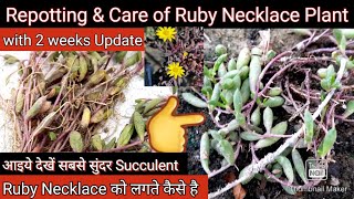 आइये देखें Ruby Necklace Plant को लगाते कैसे है Repotting of Ruby Necklace Plant Othonna capensis [upl. by Eidlog]