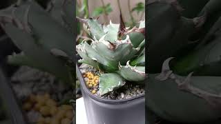 Agave Titanota Compact update agave shortvideo 嚴龍 龍舌蘭 compact titanota succulent [upl. by West265]