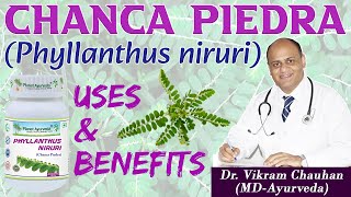 CHANCA PIEDRA PHYLLANTHUS NIRURI  USES AND BENEFITS DR VIKRAM CHAUHANMD  Planet Ayurveda [upl. by Adalbert]