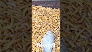 Mealworms Vs A Live Fish timelapse mealworms insects food wormlapse insects fruit shorts [upl. by Perusse]