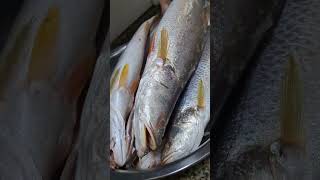 Africa Corvina Fish A very expensive and much loved fish  ViralLuanda [upl. by Ehctav642]