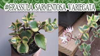 Suculentadodia  Crassula Sarmentosa Variegata [upl. by Ueih]