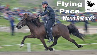 Amazing Flying Pace Ride At Landsmót at Holar In Iceland [upl. by Glialentn]