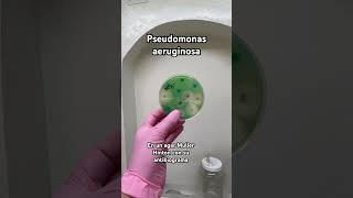 pseudomonas aeruginosa Bacteriologia Microbiologia 🧫🧫 [upl. by Eisnil]