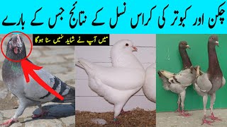 Picken  The Cross Breed of Pigeon and Chicken [upl. by Kelvin603]