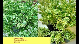 How to care amp Grow Euonymus Fortunei Silver Queen plant [upl. by Eilahs877]