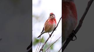 Common linnet singing 🎶  birds singingsound bird birdsounds birdsinging fypシ wildlife [upl. by Kuth331]