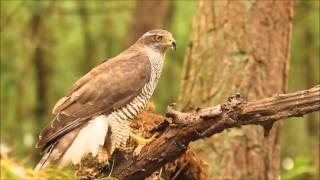 Goshawk screeming [upl. by Dnomra]